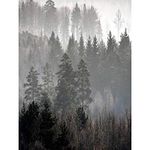 Wee Blue Coo Photo Landscape Forest Misty Pines Woods Trees Fog Art Print Poster Wall Decor 12X16 Inch