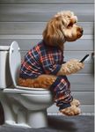 A4 Cavapoo Sitting on Toilet on Mobile Phone Cockerpoo Print Dog Tartan Picture Bathroom Wall Art Sign Downstairs Loo Ensuite Wall Decor