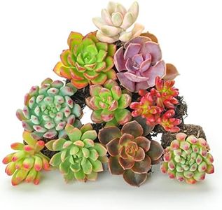 10 Assorted Succulents with Root, 10 Different Varieties Live Plants Collection, Without Plant Pot, Great for Gardener Beginner, DIY Projects, Party Favor, Gift for Her