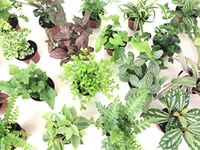 Mini Terrarium Plants (6 Plants) (2