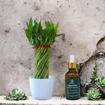 Amulya FARMS & NURSERY Bamboo Wheel with 50ML Organic Fertiliser in Glass Bottle with Dropper | Indoor Live Plants for Living Room, Kitchen & Desk Decor | Feng Shui Plant | Plant with White Pot