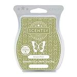 Scentsy Amazon Rain Wax Bar