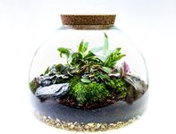 Large Glass Domed Terrarium with Living Plants, Moss and Tool Set - The Ultimate Terrarium Kit