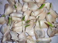 || METCHAR Garden|| 40x Garlic Seeds for Large Bulbs - Solent Wight Garlic Cloves - Best for The UK Grow