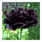 250 Black Poppy Papaver Paeoniflorum Peony Seeds