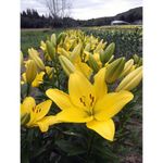 URBAN GARDENS® Asiatic Lily Yellow Pack Of Four Bulbs , Lilium Flower Bubs , 4 Bulbs