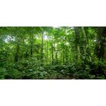 AWERT 48x18 inches Terrarium Background Tropical Aquarium Background Green Huge Tree Rainforest Reptile Habitat Background Durable Polyester Background