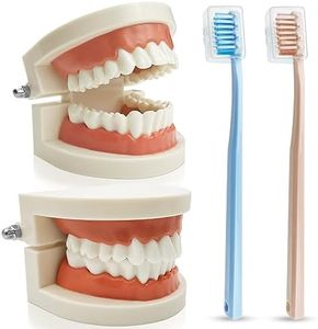 GZkedu Modelo de dentición ABS de 2 piezas, modelo de enseñanza de dientes, con 2 cepillos de dientes, modelo anatómico para enseñanza dental o cuidado bucal