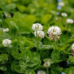 Outsidepride Perennial White Dutch Clover Seed - 1 lbs. Nitrocoated, Inoculated Clover Seeds for Lawn Alternative, Erosion Control, Food Plots, Ground Cover, & Pasture Mixtures in USDA Zones 3-10