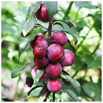 Dwarf Patio Victoria Plum Tree, in a 6L Pot, Miniature & Self-Fertile 3fatpigs®