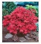 Japanese Red Maple Live Plants Ship