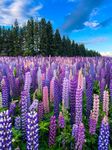 Plant simple lupine seeds as a perennial to dress up your garden with vibrant blooms (1g)