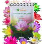 THE INDIAN BEEJ - Japanese Lotus Flower Seeds | Dwarf Rainbow |30 Seeds| Included Sandpaper+Instruction Manual | Kamal Gatta | Mix Color | Exotic Variety |95% Germination Rate|Water-Immerse Tested