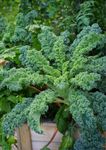 Gebdinsh Garden® Imported Kale Vegetables Seeds For Kitchen Gardening (Pack Of 5 Gram Seeds)