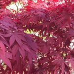 Acer Plant 'Atropurpureum' 30-40cm in Height - Japanese Maple Plant for Borders Or Pots