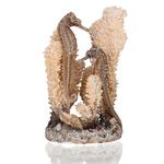 biOrb Fish Tank Decorations, Seahorse Aquarium Ornament (Natural Colour), Beautifully Detailed Artificial Fish Tank Accessories To Add Colour, Natural-Looking Aquarium DecorFor Scenic Background