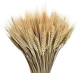 Dried Wheat Stalks, Natural 100 Ste