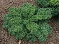 PREMIER SEEDS DIRECT - KALE - BORECOLE - DWARF BLUE SCOTCH CURLED - 800 SEEDS - ORGANIC