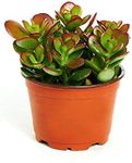 Shop Succulents | Crassula Ovata 'J