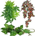 KATUMO Reptile Plants, 3 PCS Amphib