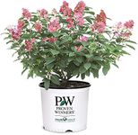 2 Gal Proven Winners Little Quick Fire Hydrangea, Rich Pink and Creamy White