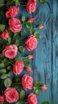 Ritz Farming® Climbing Rose Big Size Flower Seeds for Your Home and Gardening Pack of 80 to 100 seeds (DARKEST PEACH)
