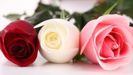 Live Rose Plants Collection, Red, White and Pink Climbing Roses with Pots, Set of 3