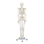 Elementary Anatomy - Buddy the Budget Skeleton - Human Skeleton Model - Life-Size Skeleton 175 cm – includes Two Human Anatomy Posters and Stand