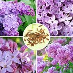 30pcs Purple Fragrant Lilac Shrub Seeds Vulgaris Syringa Flowers Seed / 30pcs Purple Fragrant Lilac Shrub Seeds Vulgaris Syringa Flowers Seed Lilac, Spring Ornamental Plants, with The releas