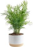 Costa Farms Parlor Palm, Neanthebella Tropical Live Plant, Easy to Grow Palm Houseplant Potted in Décor Plant Pot, Unique Plant Lover Gift, Living Room Home and Office Décor, 1 Foot Tall