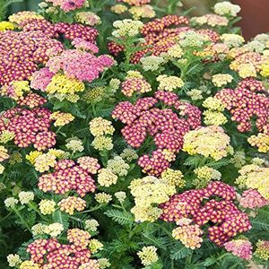 Outsidepride Summer Pastel Mix Yarrow Seeds - 1000 Pcs Perennial, Heat & Drought-Tolerant, Hardy & Self-Sowing Flower Seeds, Ideal for Pollinator Gardens, Cut Flower & Outdoor Landscaping (AAS Winner)