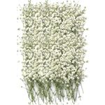 110PCS Dried Pressed Baby Breath Flowers, Natural Ivory White Gypsophila Flower Branch Bouquet, Nature Dry Pressing Floral Resin Nail Crafts DIY Wedding Card Family Party (Baby Breath)