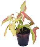 The Four Seasons Syngonium Rare Pink Strawberry Milkshake Natural Live Plant in Pot