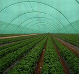 YUVAGREEN Agro Shade Net 75% Shade 3Mtr * 3 Mtr Greenhouse UV Stabilized Net (10 Feet x 10 Feet) Green Net - 100 Sq feet