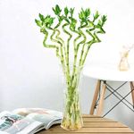 Garden Art Spiral Bamboo Sticks 50cm Nos of 4 | Live Dancing Sticks | Lucky Bamboo | Dracaena Sanderiana