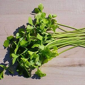 Chinese Celery Seeds - Light Green - 1 Oz ~75000 Seeds - Non-GMO, Heirloom - Asian Garden Vegetable & Microgreens