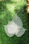 Gachwala Natural Skeleton Leaves (Pack of 100 ), Leaf Skeleton, Dry Leaf Veins for Craft DÉCOR/Card Making/Invitations/Gift Tags DIY Craft Tools (White)