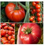 Save 30% TASTY TOMATOES by Caribou Seed Company | 4 Different Tomatoes | Beefsteak, Cherry, Brandywine, Roma Plum | Tomato Seed Kit | Organic,GMO Free/Canadian