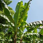 YouGarden Exotic Large Leaf Hardy Banana Plant, Musa basjoo, Suitable for UK Gardens, Established Plant in 9cm Pot, Approximately 30cm Tall, Banana Plant for Outdoors, Outdoor Palm for Your Garden