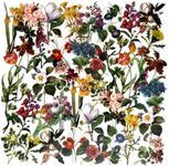 Vintage Flowers Plants Stickers - Doraking 40PCS Peel-Off DIY Decoration PET Paper Flowers and Plants Scrapbook Stickers for Scrapbook (Flower Collection)