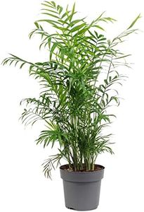 Palmera de