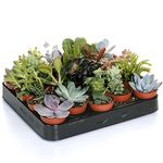 GardenersDream 20 Different Succulent Plants - Real Indoor Plants for Desks, Shelves, and Windowsills - Healthy and Lively Air Purifying Plants - Great Gifts for Plant Lovers (5–25 cm)