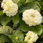 Vamsha Nature Care Mogra Plant Rare Jasminum sambac Arabian Jasmine Mogra multi petals fragrant Flower Double Petals Rose Shaped Big Flowers And Superb Fragrance Live Plant (1 plant)