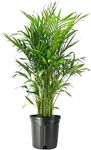 American Plant Exchange Cat Palm Live Indoor or Outdoor Plant, 10" Pot, Top Air Purifier