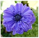 20 x Anemone Lord Lieutenant Blue Spring Flowering Bulbs Autumn Planting Garden Perennial Flower Corms Size 4/5