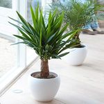 GardenersDream Yucca Elephantipes Plant in Pot - Evergreen Indoor Flowering Plant - Live Potted Indoor Plant for Shelves, Desks, and Windowsills - Gifts for Plant Lovers (40-50 cm incl. 12 cm Pot)