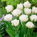 10 x Tulipa Double Late Mount Tacom