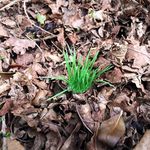 AllCachedUp Realistic Grass Tuft Geocache NanoTube Container Logged Ready to Hide Waterproof (Light Grass)