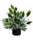 Oak Leafs Artificial ficus Plant with Elegant Black Plastic Pot Decoration Plants for Home Office, Bedroom, Living Room | Indoor Desk Decor (White ficus)