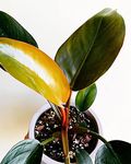 little jungle philodendron Congo rojo, live plants with pots, indoor plants with pots for home